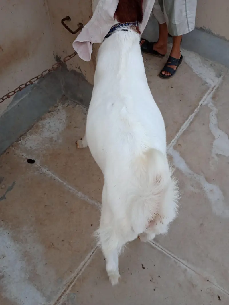 Pointed Gulabi Bakri — photo 5