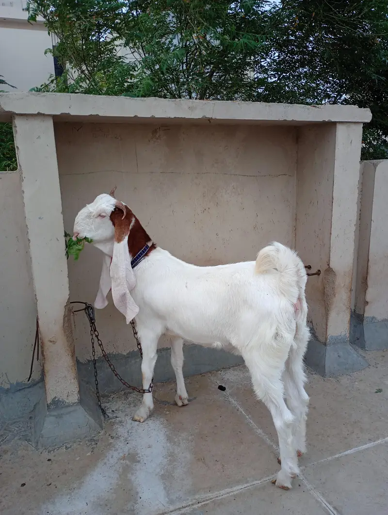 Pointed Gulabi Bakri — photo 6
