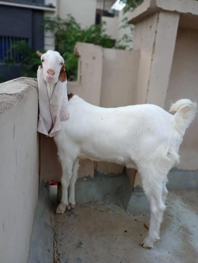 Pointed Gulabi Bakri — photo 7