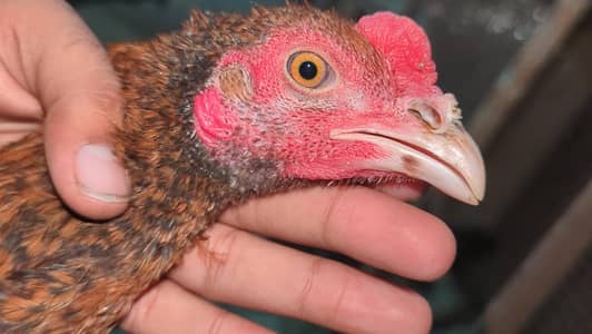 punas pokoya male