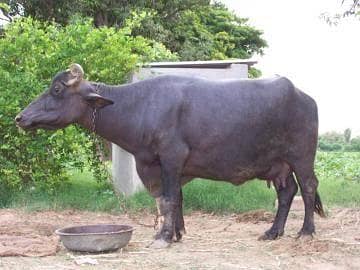 bhens buffalo for sell