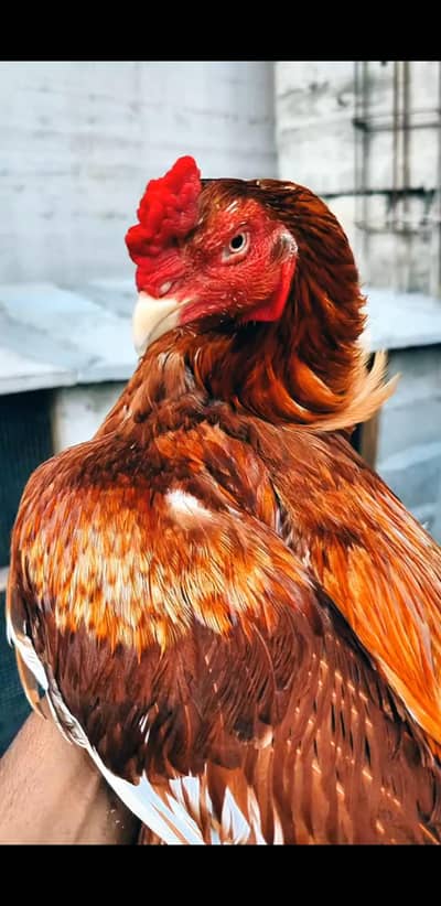 Narangi High Quality