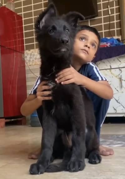 German shepherd female