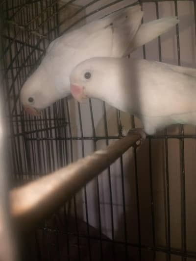 parrot