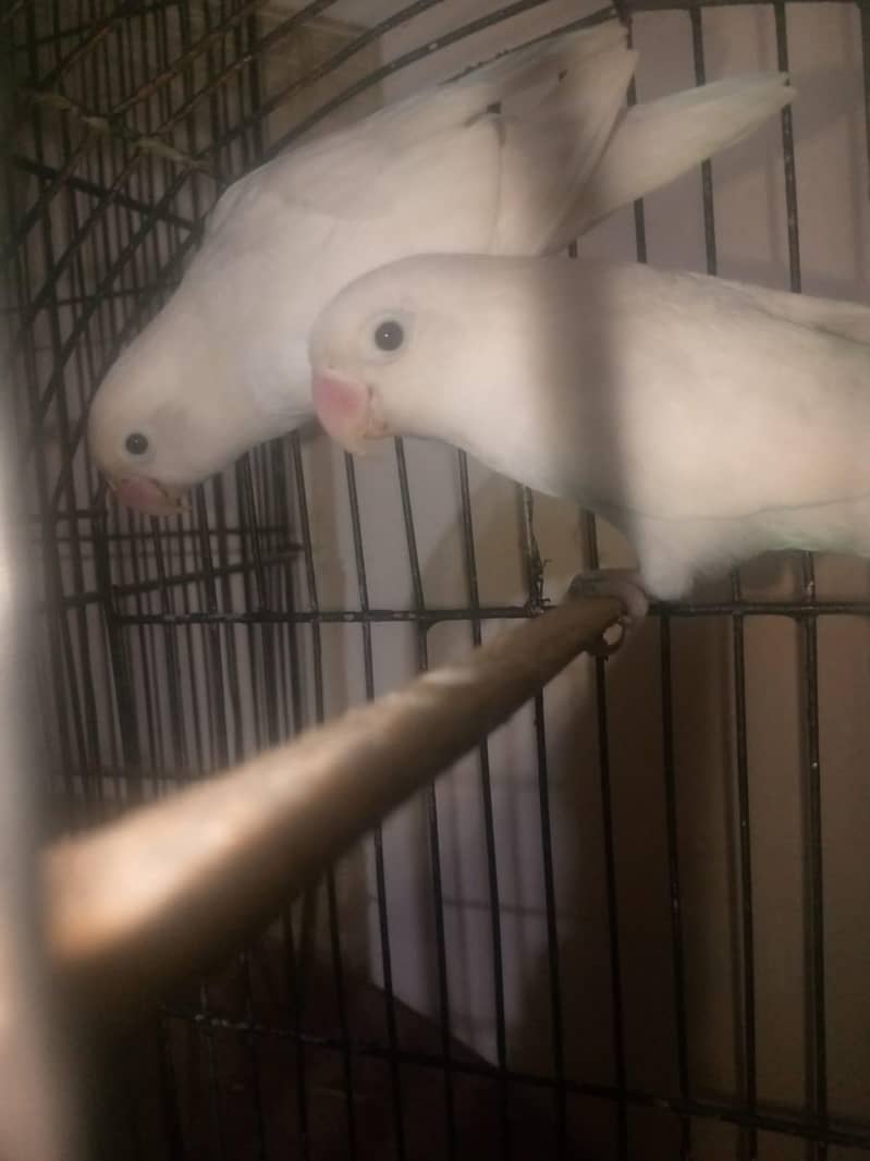 parrot 0