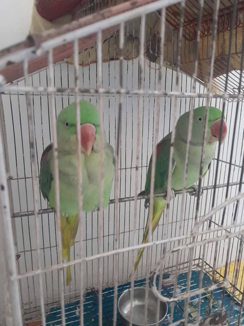 Raw parrot 0