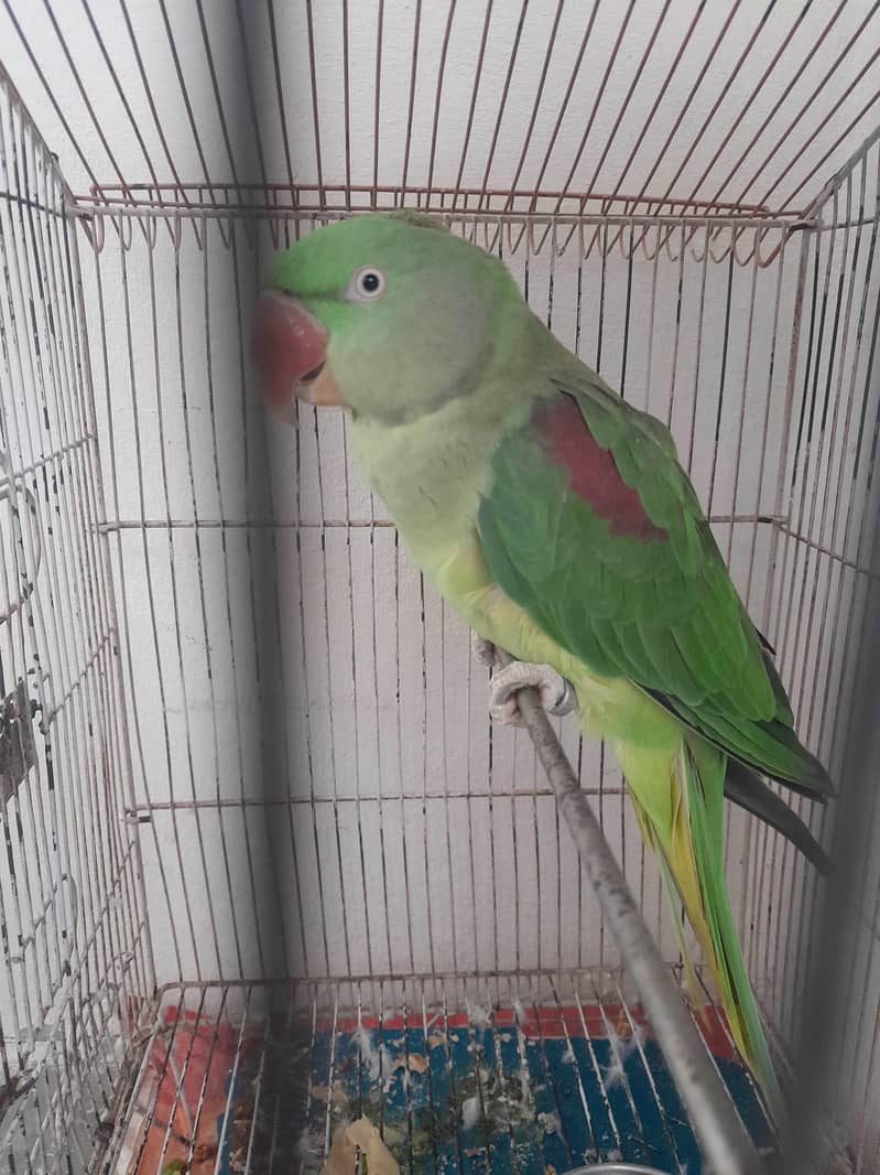 Raw parrot 1