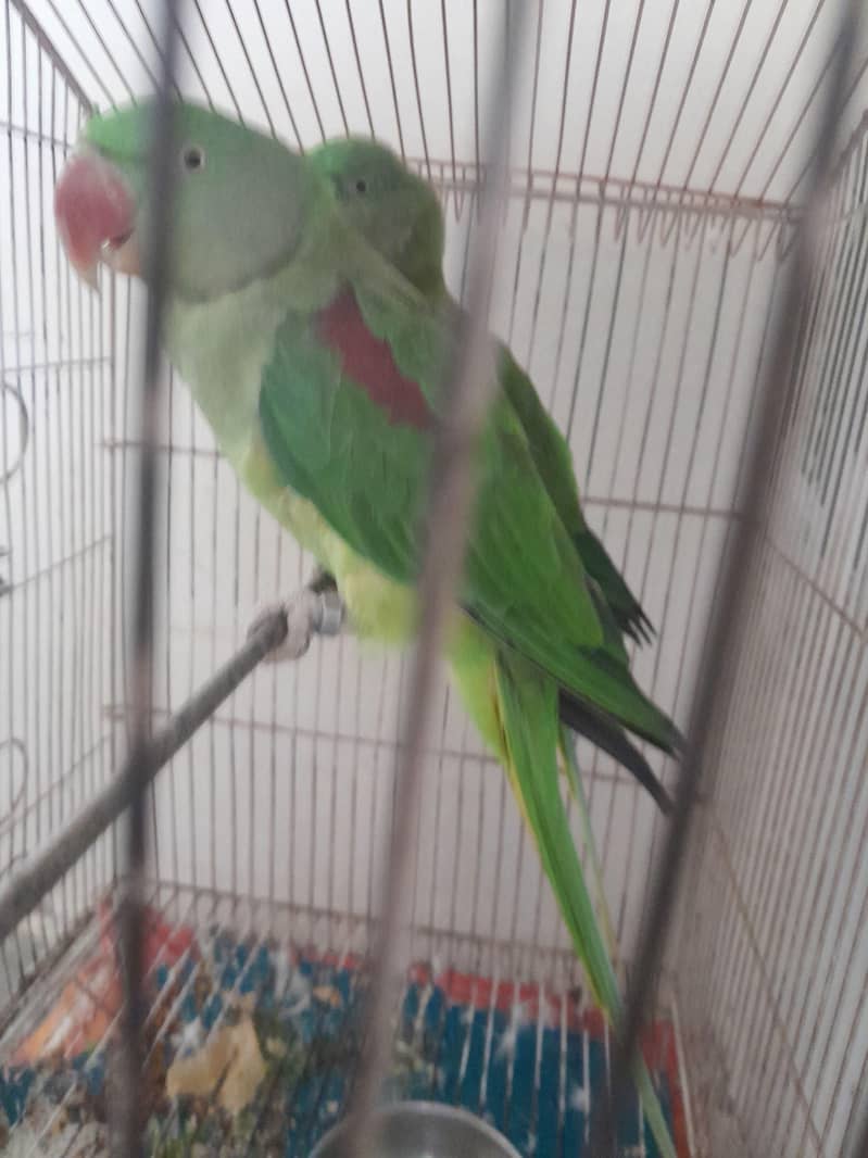 Raw parrot 2
