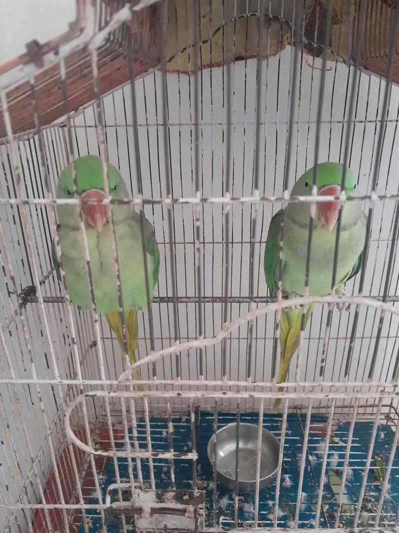 Raw parrot 3