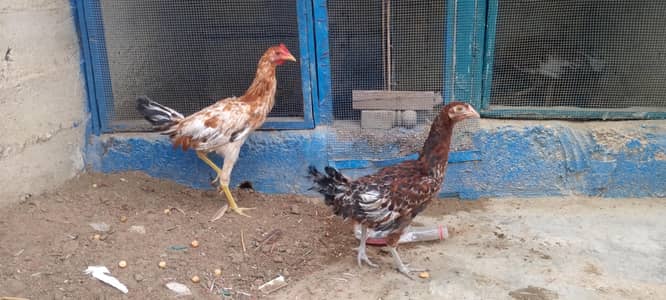 dasi or aseel k cross h dono ka 3000