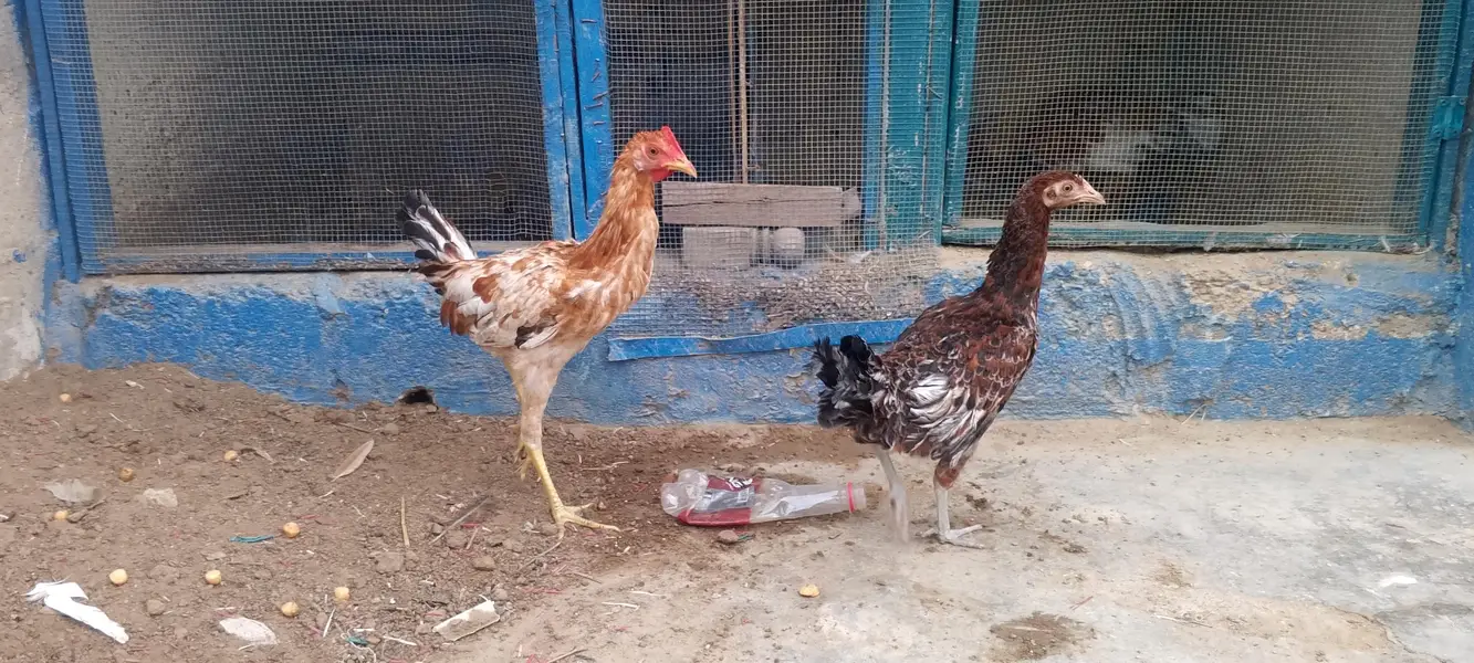 dasi or aseel k cross h dono ka 3000 — photo 2