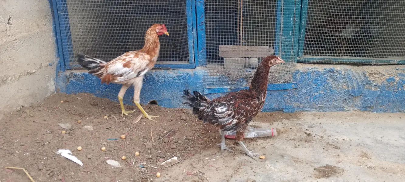 dasi or aseel k cross h dono ka 3000 — photo 3