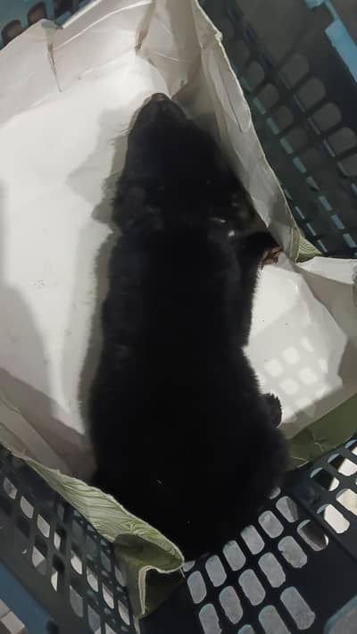 German shafed puppy– urgent sale contact karo dado