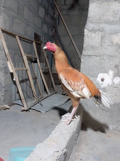 Narangi pair