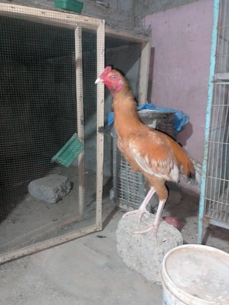 Narangi pair 2