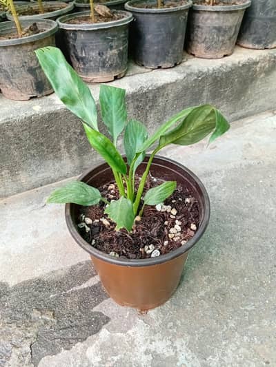 Peace lily indoor plant for sale in Islamabad