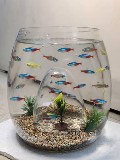 Fish Bowl