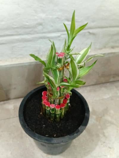 Variegated 3 step Lucky bamboo for sale