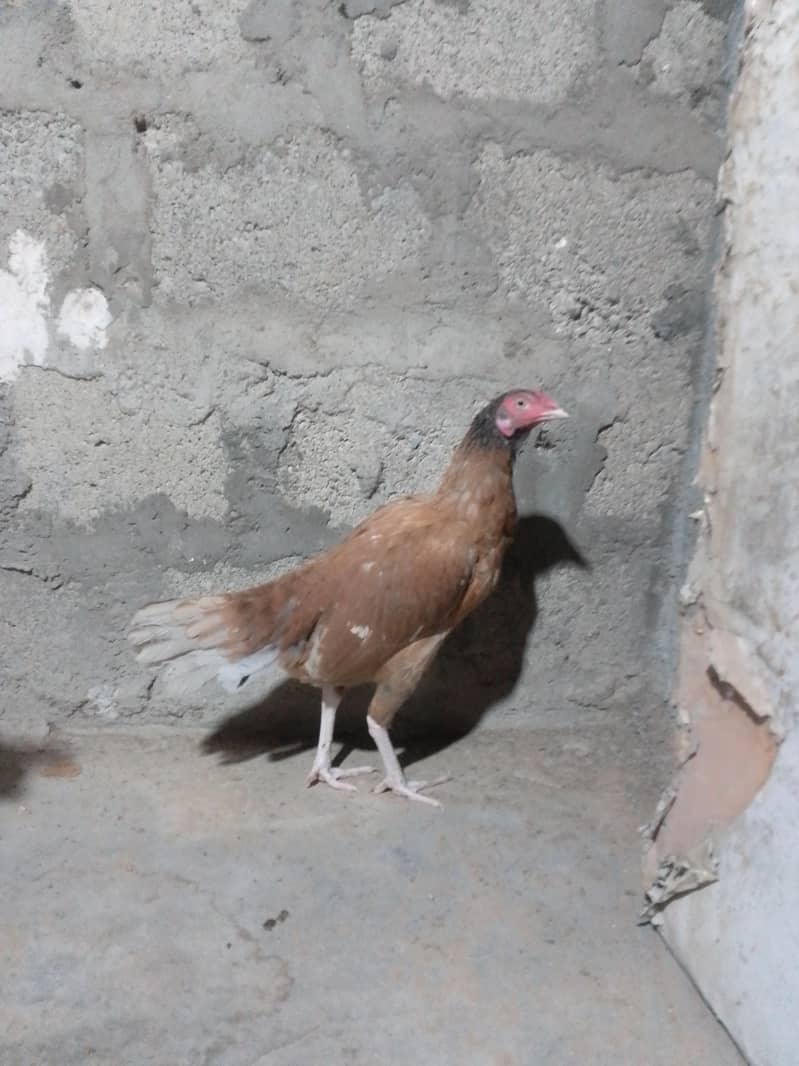 Narangi pair 3