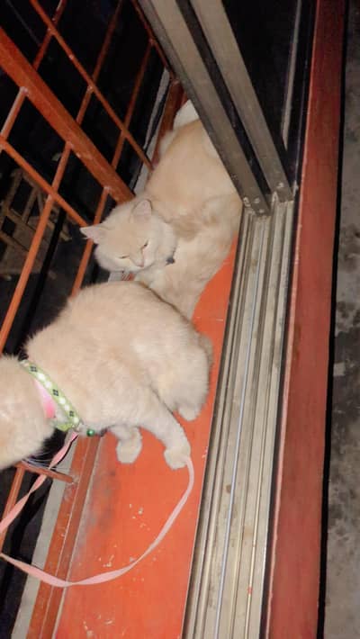 Persian cats pair