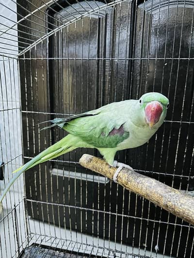 Kashmiri Raw Parrot | Raw Parrot | Parrot