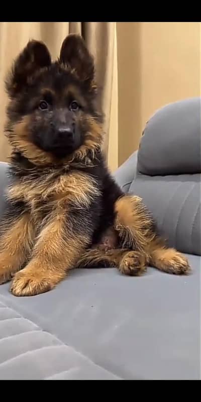 Long coat german shepherd show Quality puppy for sale
