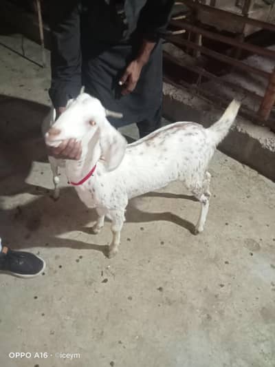 Tapri Bakri
