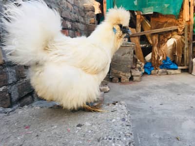 silkies hen urgent for sell other breeds are available