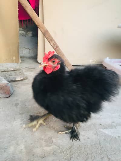 bkack silkie bantam male urgent for sell other breeds are available