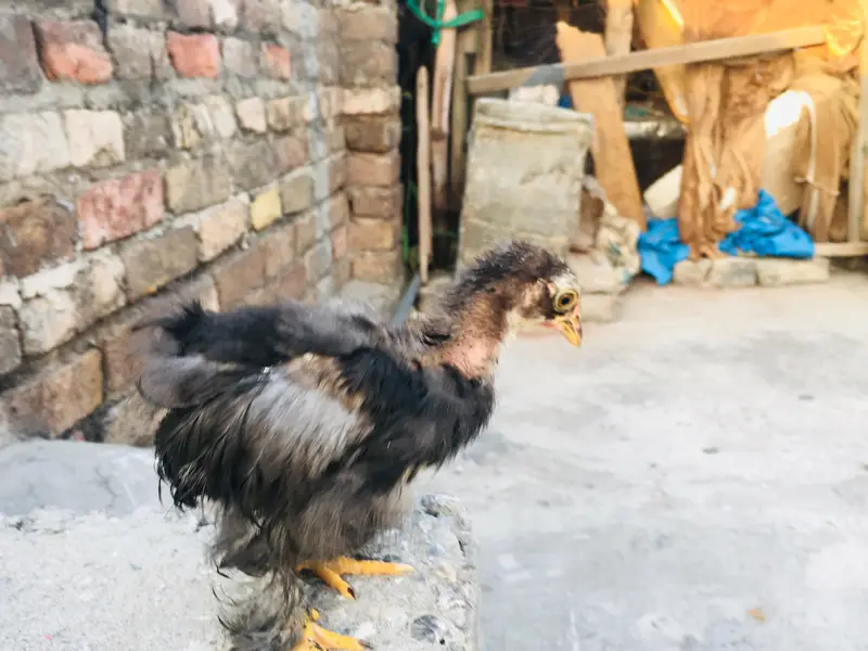 silkies hen urgent for sell other breeds are available — photo 3