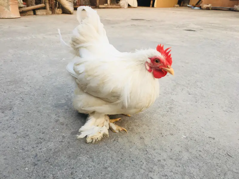 silkies hen urgent for sell other breeds are available — photo 4