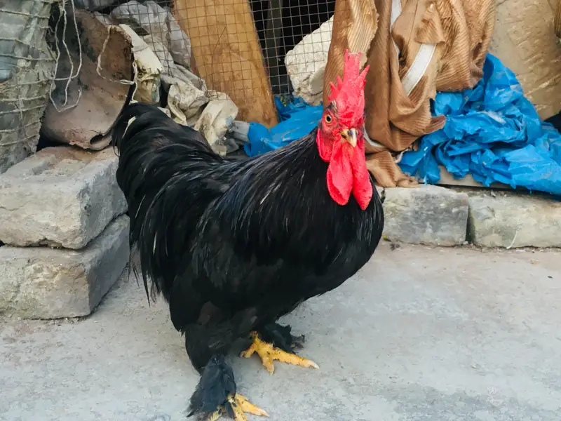 silkies hen urgent for sell other breeds are available — photo 5