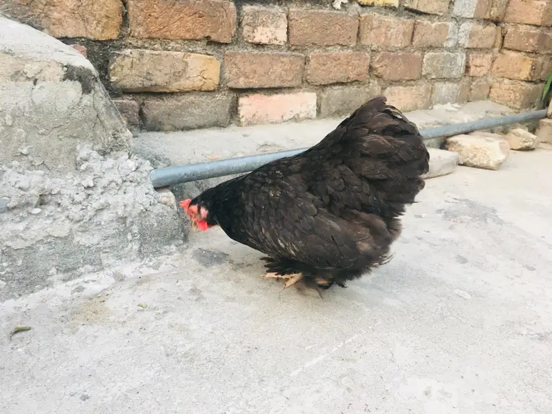silkies hen urgent for sell other breeds are available — photo 6
