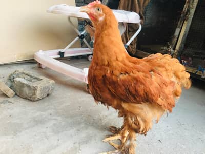 silkies hen urgent for sell other breeds are available