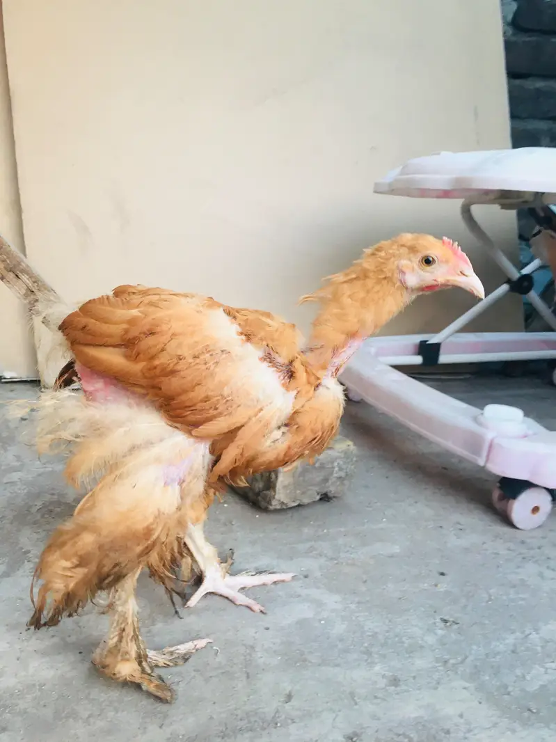 silkies hen urgent for sell other breeds are available — photo 8
