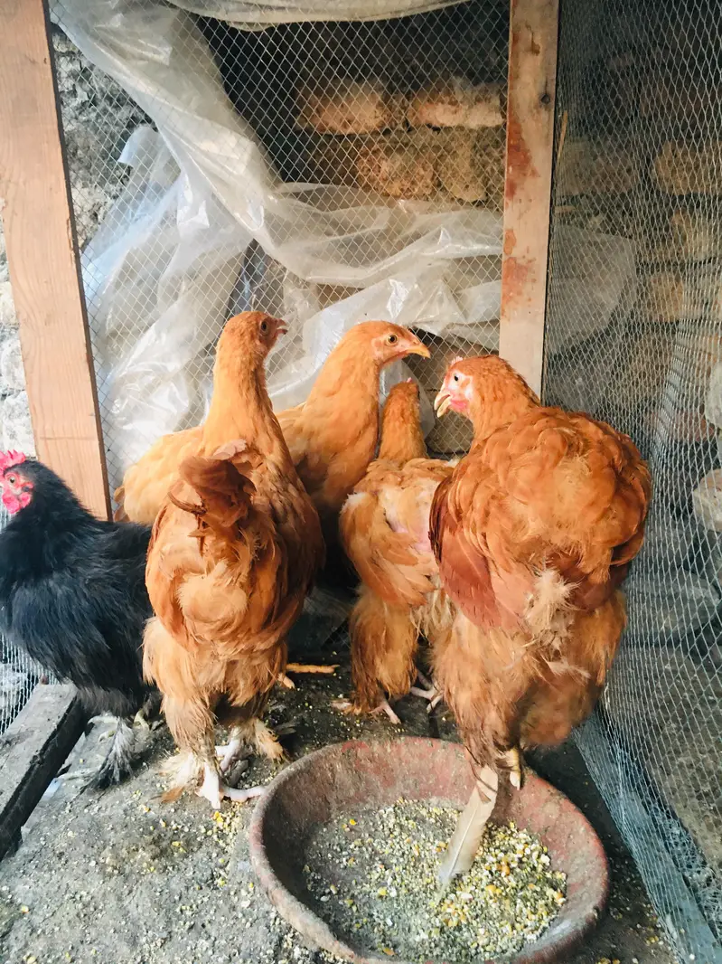 silkies hen urgent for sell other breeds are available — photo 9