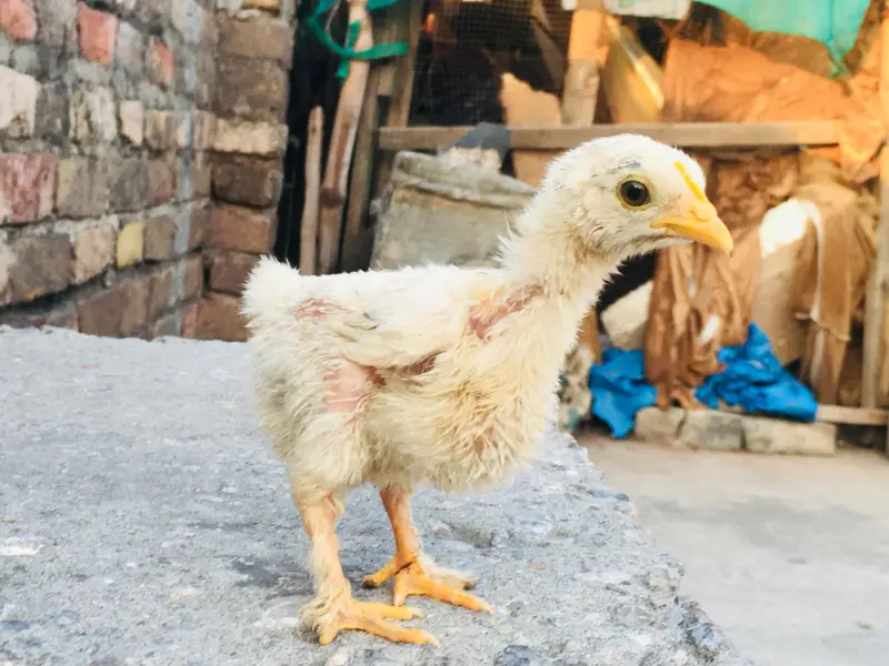 silkies hen urgent for sell other breeds are available — photo 10