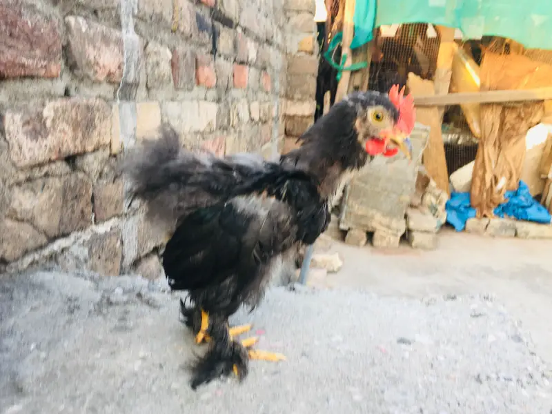 silkies hen urgent for sell other breeds are available — photo 11