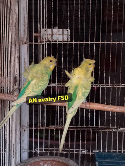 hogo romo coctaiel red Australian exifinch