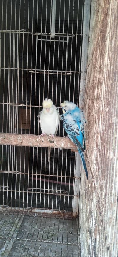 hogo romo coctaiel red Australian exifinch