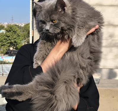 18 Months Male Persian Cat for Sale | Healthy & Active | Karachi