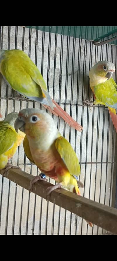 American Dilute | Sunconure | Lovebirds