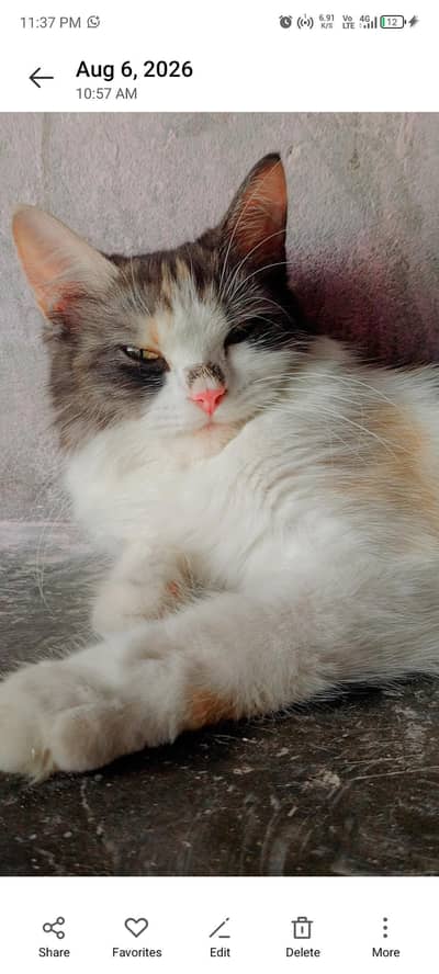tri color domestic long hair cat