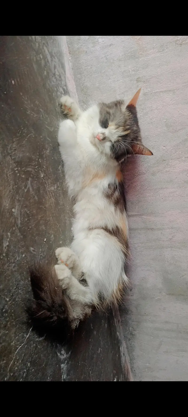 tri color domestic long hair cat — photo 2