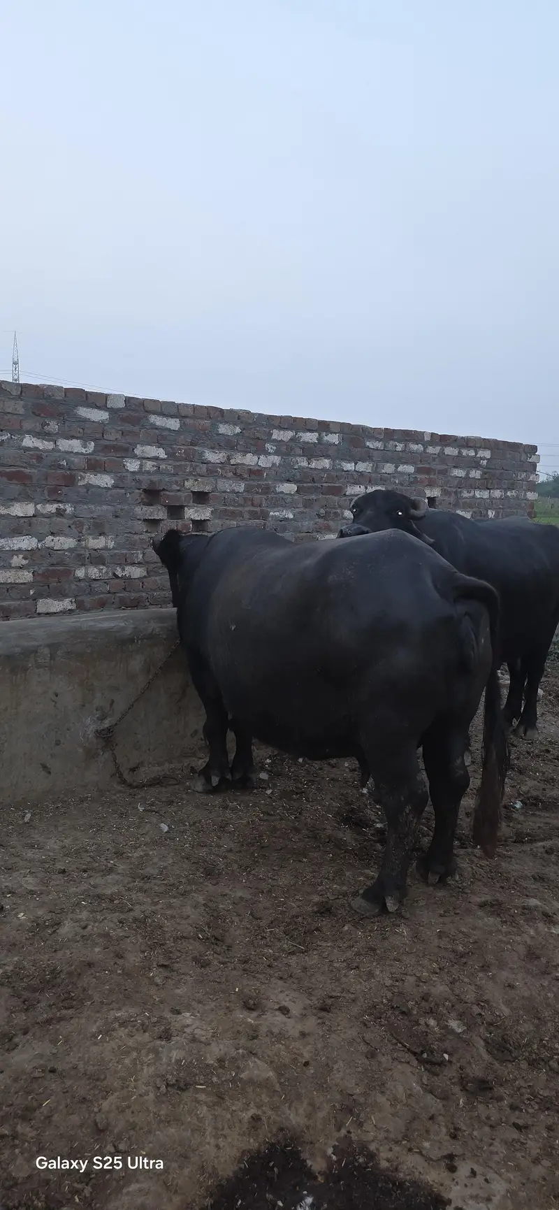 Buffalo and Cow For Urgent Sale — photo 2