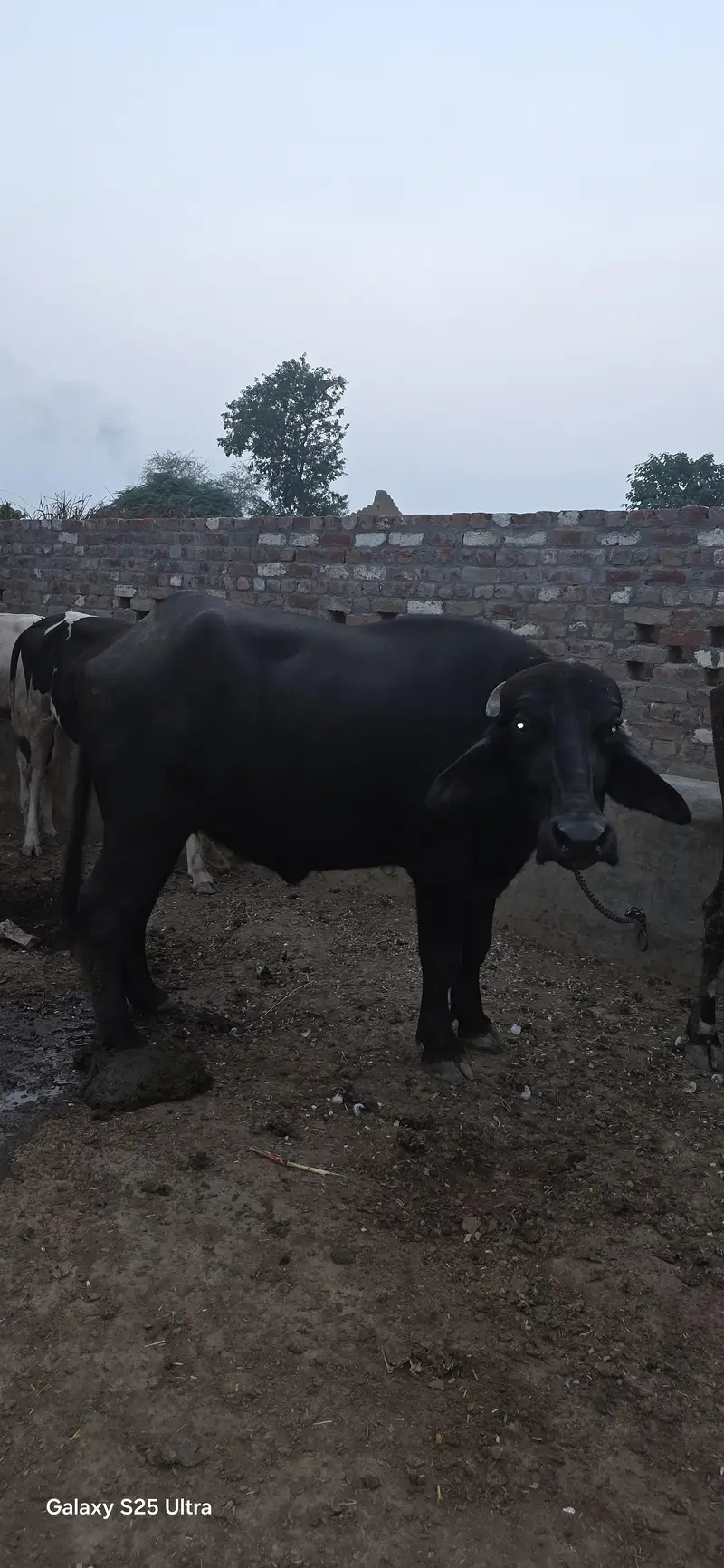 Buffalo and Cow For Urgent Sale — photo 3