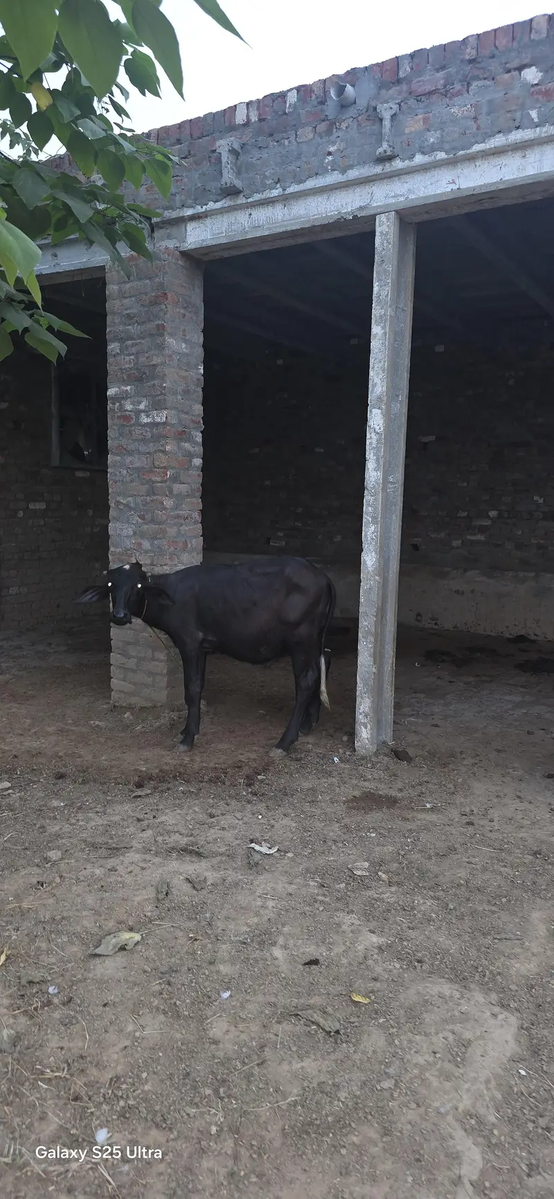 Buffalo and Cow For Urgent Sale — photo 4