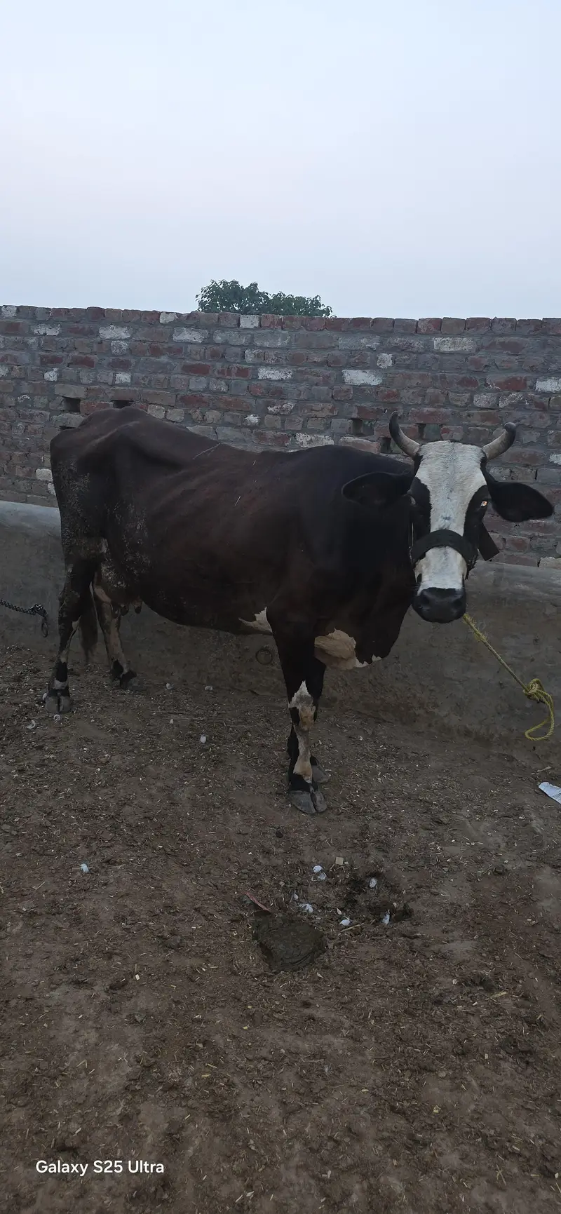 Buffalo and Cow For Urgent Sale — photo 5