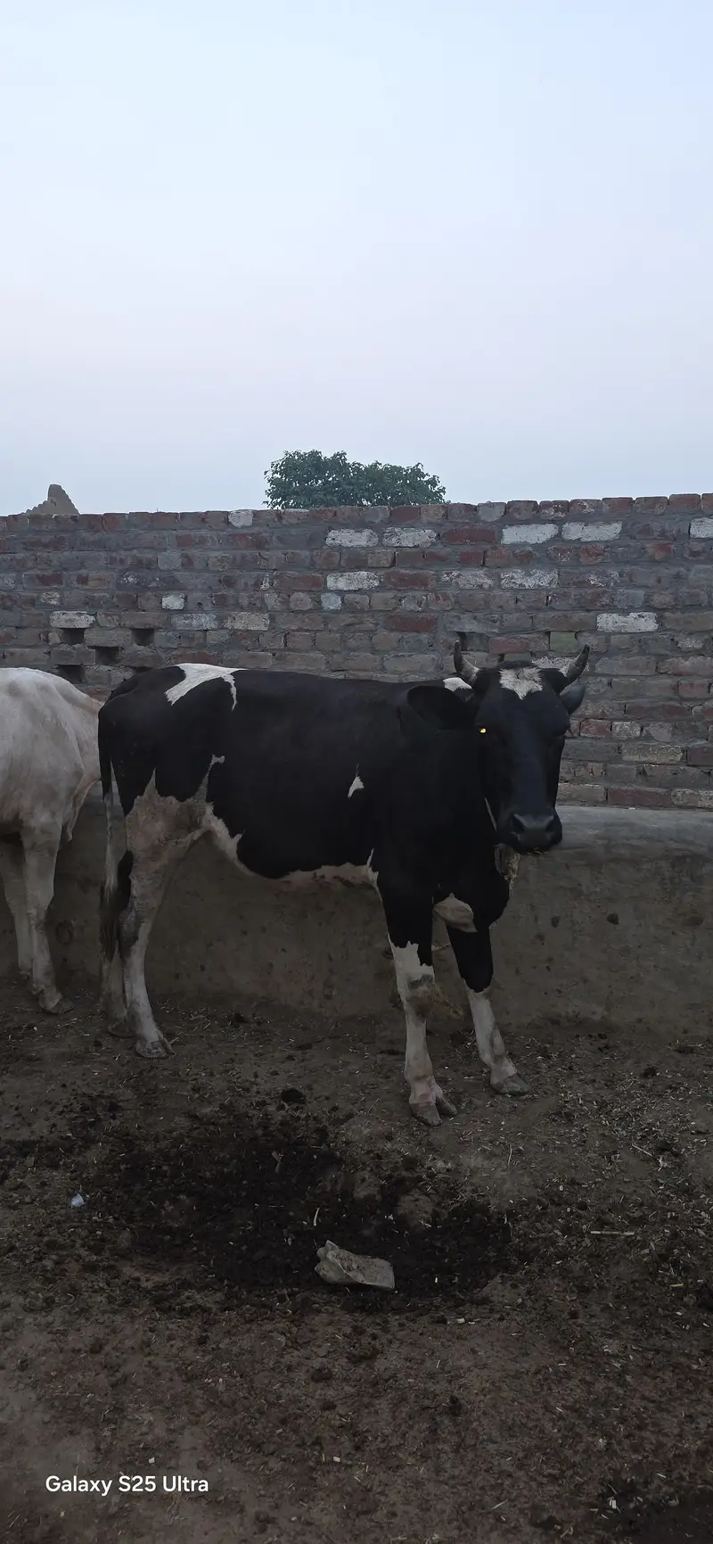 Buffalo and Cow For Urgent Sale — photo 6