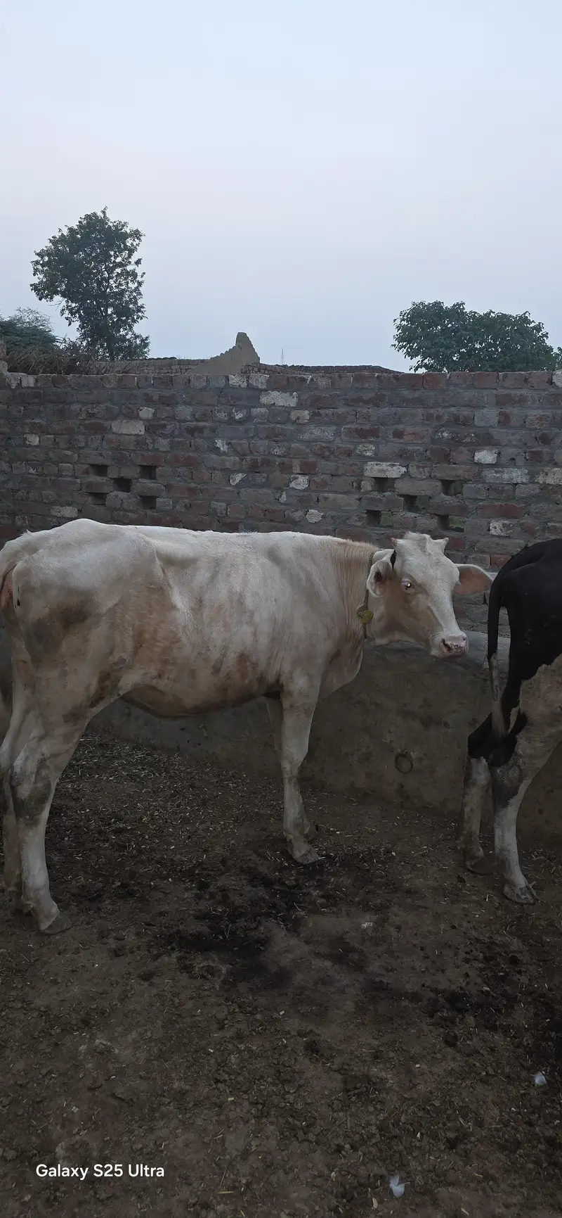 Buffalo and Cow For Urgent Sale — photo 7